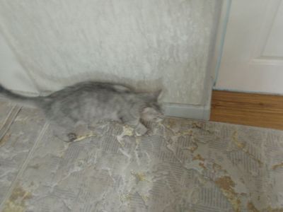 Zotli mushugimni sotaman