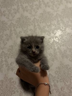 Продается очаровательный котёнок Продается очаровательный котёно