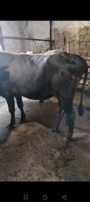 Shivet buqa sotiladi