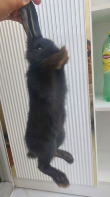 Кролик Velikanlar zotidan