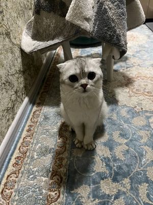 Продается котёнк