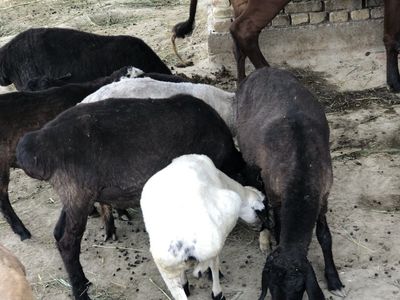 Qozoq qōylar sotiladi