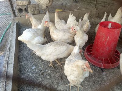 Продам курей несушки Сэнди молодки