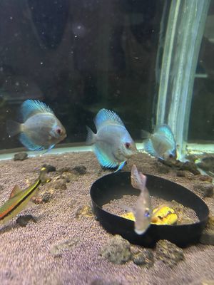 Discus Blu Daimnd