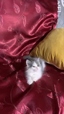 Мальчик британская скоттиш страйт..Возраст 1.5 месяца