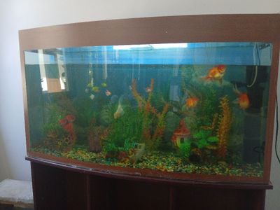 Akvarium baliqlari bilan