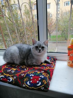 Потерялся Кот! Британская серебристая шиншилла, кастрирован