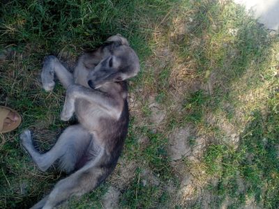 bolalar bilan õynaydigan it