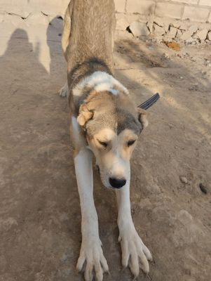 Zoddor Choʻpon kuchuk sotiladi