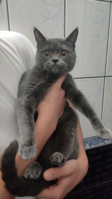 Britanski(British Shorthair) zotli mushuk sotiladi