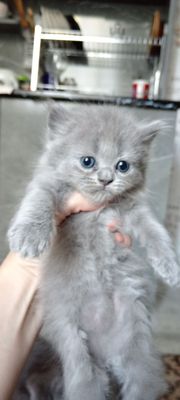 Готовятся к продаже котята скотиш страйт и скотиш фолд.