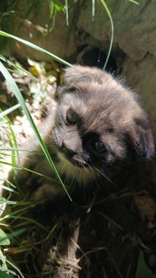 Scottish fold va turetski angora mushuk bolalari sotiladi