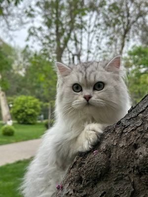Срочно Продаётся Британский Молодой парень и беременная девушка