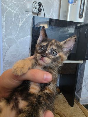 отдам котёнка