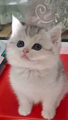 Котята шиншиллы от правильной вязки