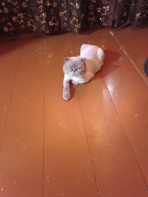Продам кота,экзота,1,2 месяца.