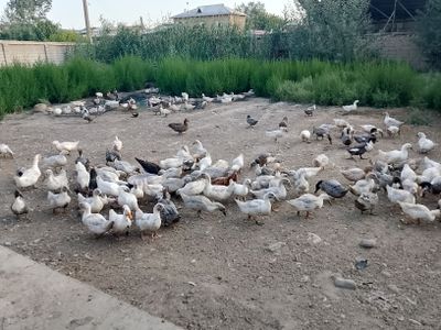 Голубой фаворит урдаклар сотилади.