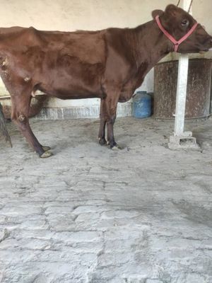 Ona bola sigir sotiladi