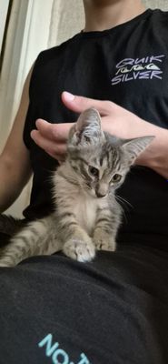 Продаются очаровательные котодетки.
