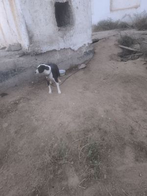Pit Bull dog, Pitbull, питбуль