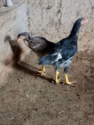 Boboqi jojalar sotiladi