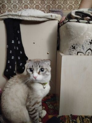 Машу сотилади срочно