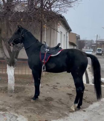 Лошадь парода Английский