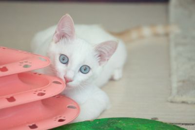 Белый котик в заботливые руки!!