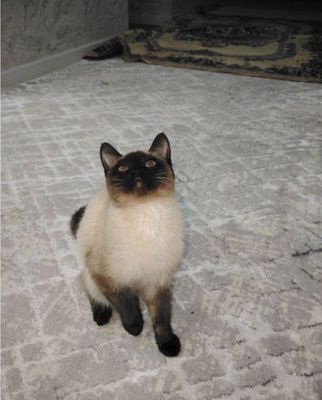 продается сиамский кот