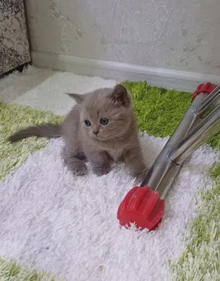 Продаются Шотландские короткошерстные котята