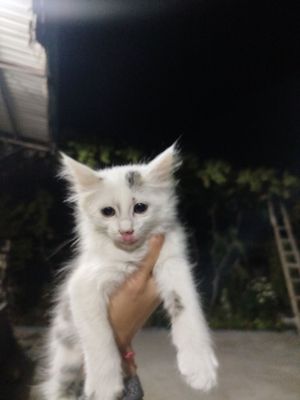 Котята домашние 4 шт