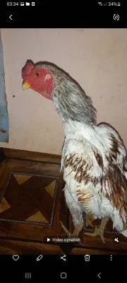 Ko shamo Xoroz va dakan tovuq sotiladi