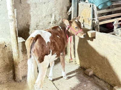 Urgoch buzo sotald parodal buzo