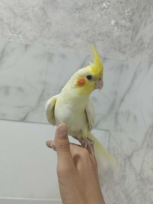 Продается Корела