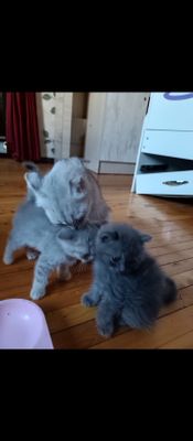 Britaniskiy ona bola Skotish volt умний котенок.