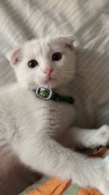 Scottish fold 2 oylik