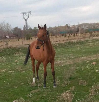 Отлар сотилади зоти Ахалтеки, продаются Ахалтекинские лошади.