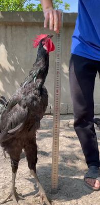 Gigant qora shaxzoda tuhunlari sotiladi