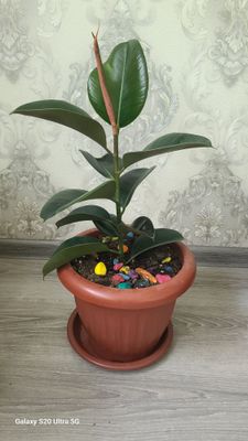 Продаётся Фикус-София