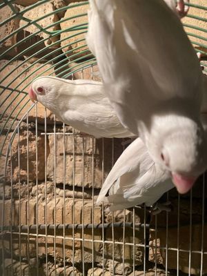 Попугаи Неразлучник альбиносы