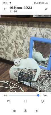 Продам скоттиш фолд девочку