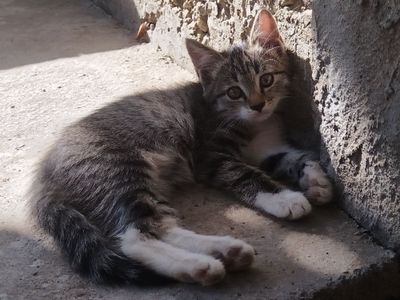 Котята отдам в хорошие руки