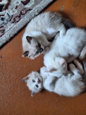 Сиамские котята.