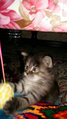Милый котенок ищет хозяина
