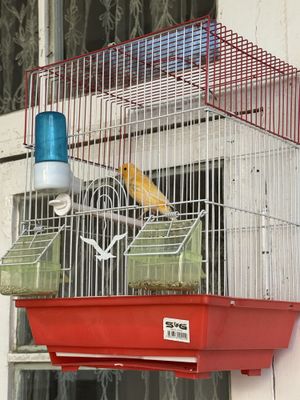 Канарейка маркофка
