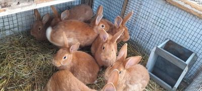 Продаются бургундские кролики.