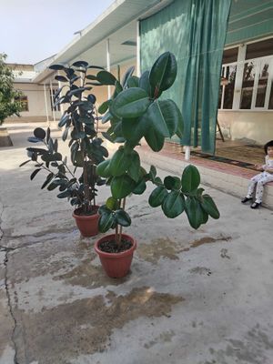Qora Shaxzoda gul