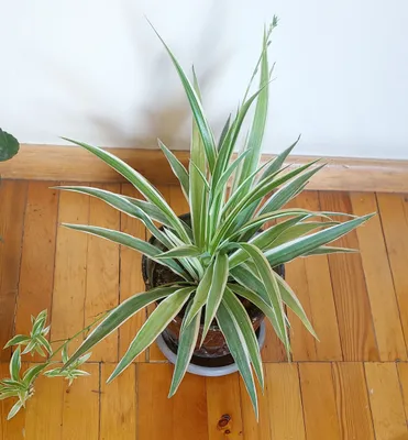 Продаётся разные комнатные цвети