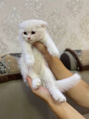 Продаётся Scottish Fold