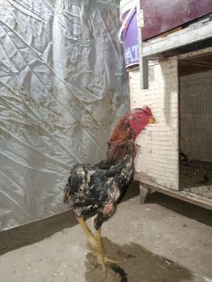 Xòroz sotiladi pircha
